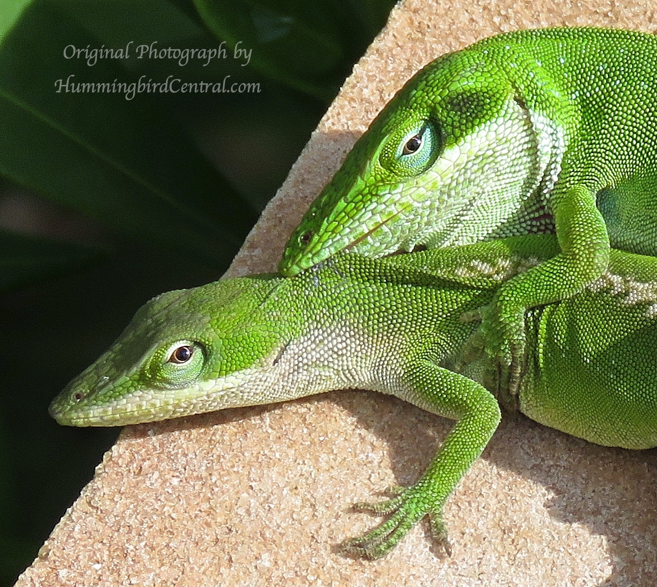 Creatures in our nature preserve ... Green Anoles